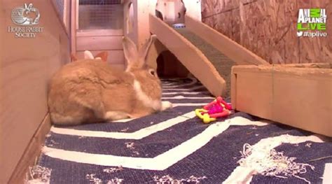 rabbiscams|Live Rabbit Webcams .